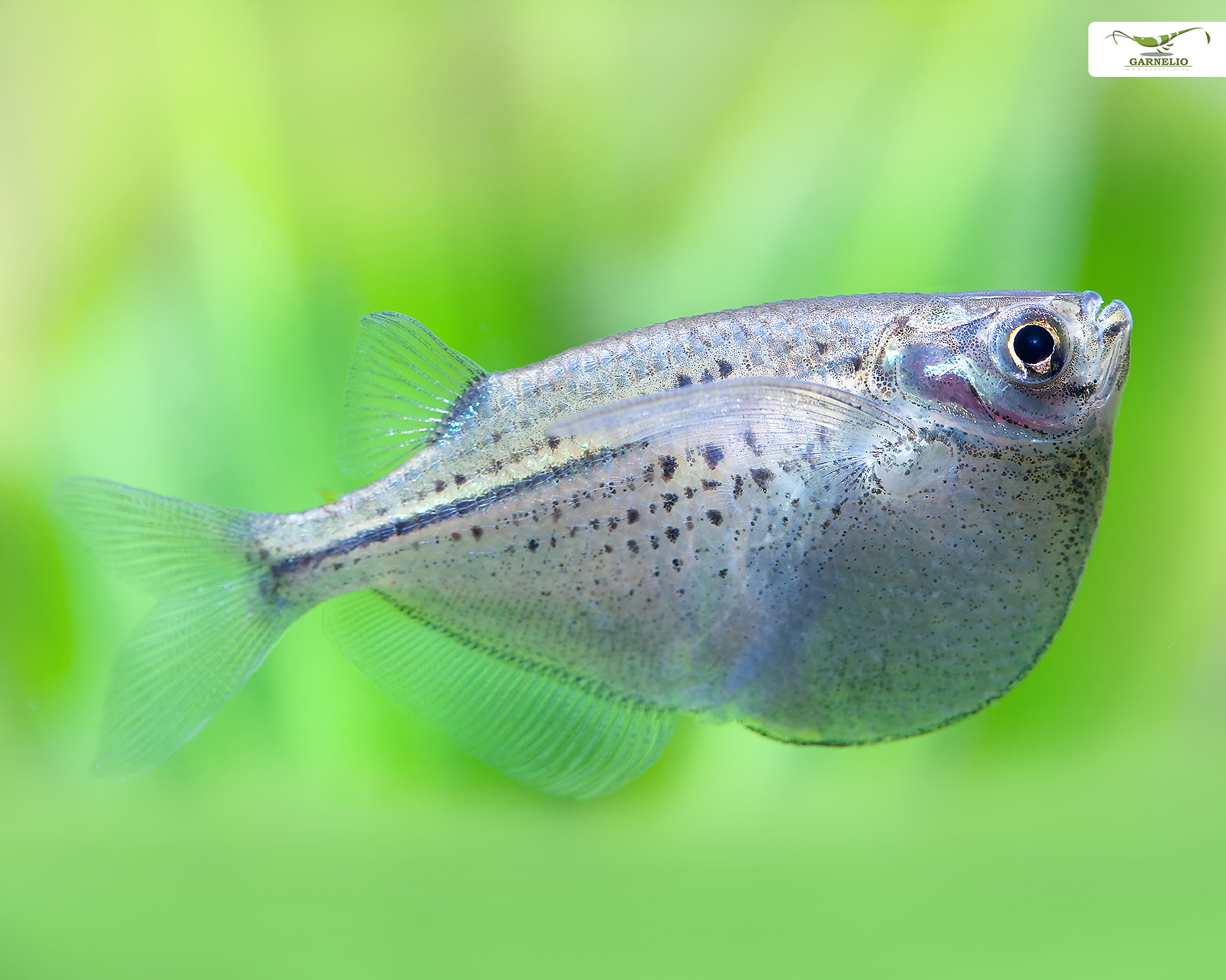 Carnegiella marthae (Blackwing Hatchetfish)